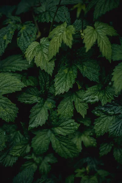 Buisson Vert Avec Petites Feuilles Fond Écran Plein Cadre — Photo