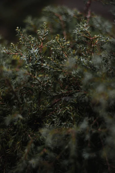 Buisson Vert Avec Petites Feuilles Fond Écran Plein Cadre — Photo
