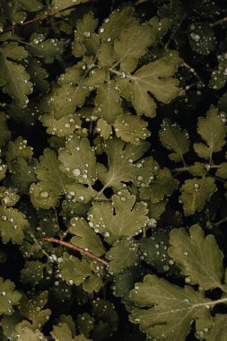 yaprakları, tam kare duvar kağıdı üzerinde su damlaları ile yeşil çalı 