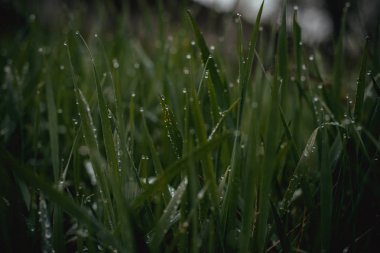 su damlaları ile yeşil çim, tazelik flora