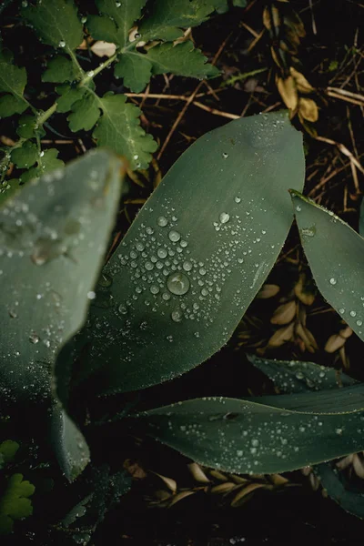 Grüner Strauch Mit Wassertropfen Auf Blättern Vollformat Tapete — Stockfoto