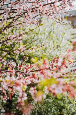 Çiçekli bahar ağacı. 