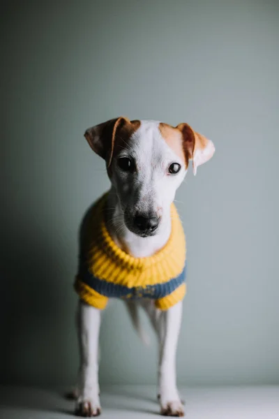 Entzückender Jack Russell Terrier Hund Trägt Pullover Und Posiert Studio — Stockfoto