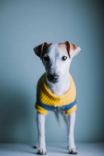 Entzückender Jack Russell Terrier Hund Trägt Pullover Und Posiert Studio — Stockfoto