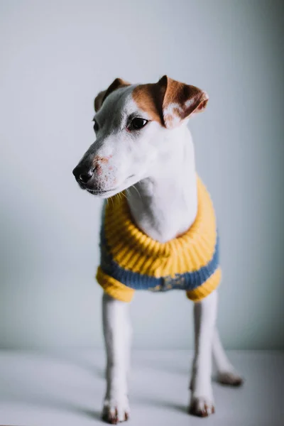 Entzückender Jack Russell Terrier Hund Trägt Pullover Und Posiert Studio — Stockfoto