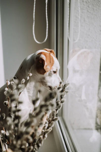 Adorable Jack Russell Terrier Dog Window Sill — Stock Photo, Image