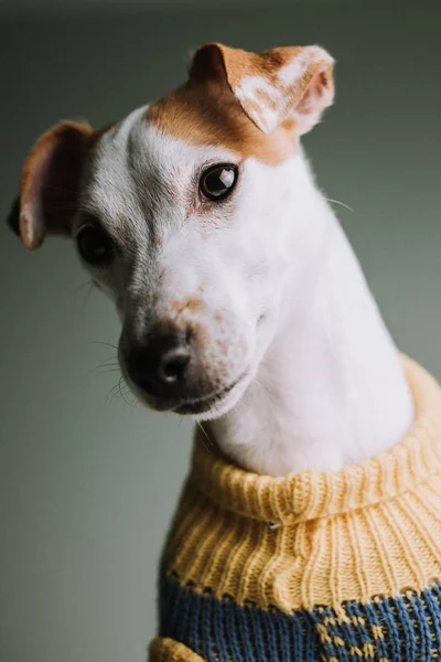 Adorable Jack Russell Terrier Dog — Stock Photo, Image