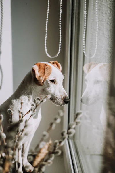 pencere eşik üzerinde sevimli jack russell terrier köpek 