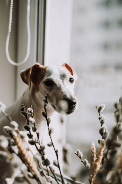 Adorable Jack Russell Terrier Dog Window Sill — Stock Photo, Image