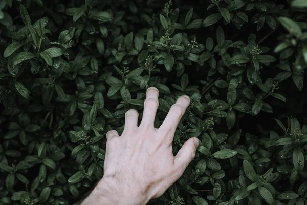 Mão Masculina Tocando Folhas Frescas Verdes — Fotografia de Stock