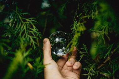 çam ağacı ve el yuvarlak cam küre tutan dikenli dalları 