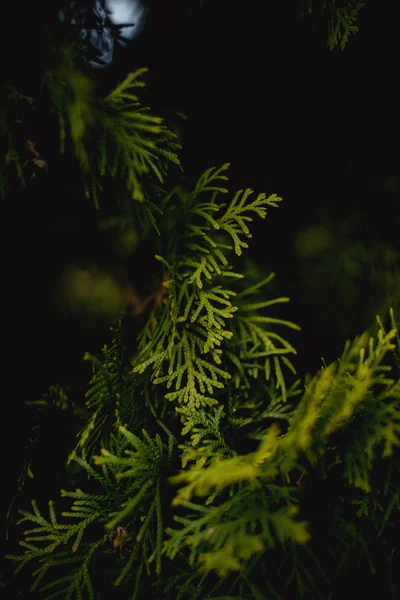 Колючие Ветви Сосны — стоковое фото