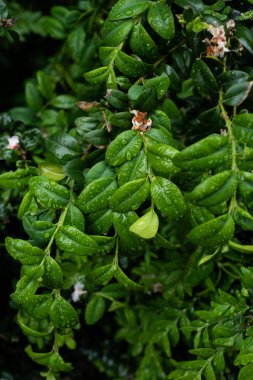 su damlaları ile taze yeşil yaprakları, ağaç dalları 