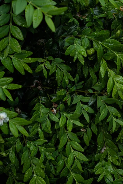 가지와 신선한 — 스톡 사진