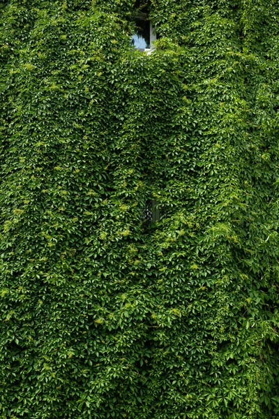 Vertical Image Green Fresh Leaves Full Frame Wallpaper — Stock Photo, Image