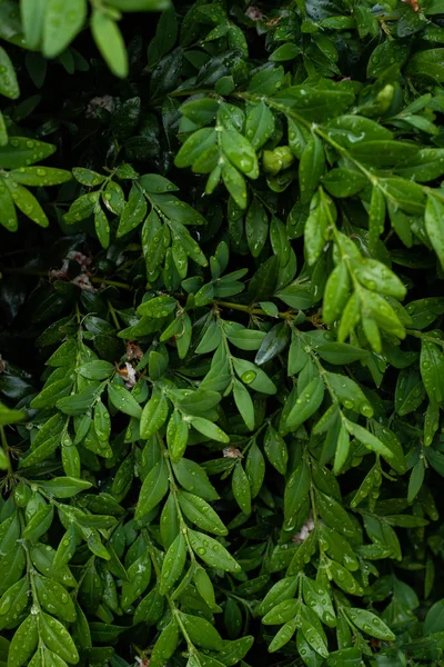 Feuilles Vertes Fraîches Avec Gouttes Eau Branches Arbres — Photo