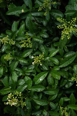 su damlaları ile taze yeşil yaprakları, tam kare duvar kağıdı 