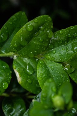 ıslak yeşil çalılık küçük yapraklar, tam çerçeve duvar kağıdı 