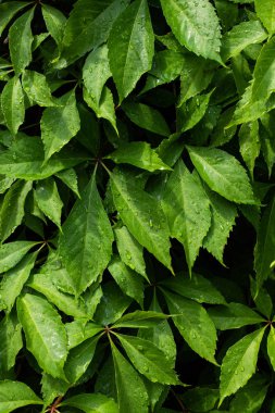 ıslak yeşil çalılık küçük yapraklar, tam çerçeve duvar kağıdı 