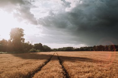 buğday ve gri bulutlu kırsal çayır alanı, yağmurlu gökyüzü 
