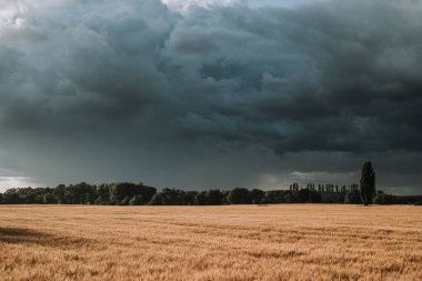 buğday ve gri bulutlu kırsal çayır alanı, yağmurlu gökyüzü 