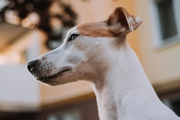 Jack Russell Puppy Dog Portrait Head Shot — Stock Photo, Image