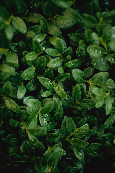 green fresh leaves with rain drops, full frame wallpaper 