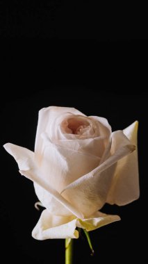 siyah arka plan üzerinde izole beyaz gül çiçeği 