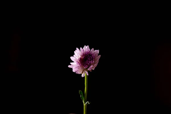 黒い背景に隔離された1つの花 — ストック写真