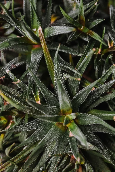 Εικόνα Πλήρους Καρέ Του Πράσινου Φυτού Aloe Vera — Φωτογραφία Αρχείου