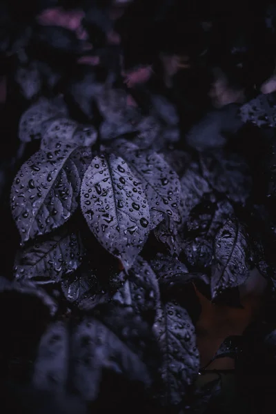 Púrpura Planta Albahaca Violeta Con Hojas Húmedas Gotas Lluvia Fondo — Foto de Stock