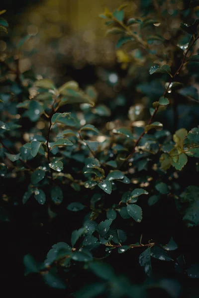 Buisson Vert Avec Petites Feuilles Humides Gouttes Pluie Fond Plein — Photo