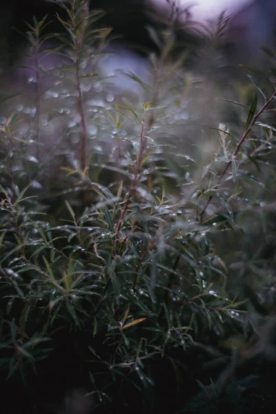 Buisson Vert Avec Petites Feuilles Humides Gouttes Pluie Fond Plein — Photo