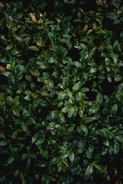 Buisson Vert Avec Petites Feuilles Fond Plein Cadre — Photo