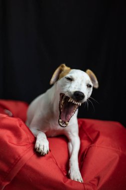 Esneyen Jack Russell Terrier köpeği kırmızı yumuşak yastıkta 