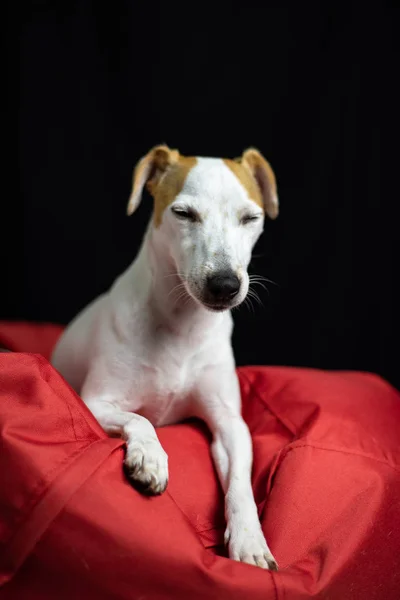 Niedlicher Jack Russell Terrier Hund Auf Rotem Weichen Kissen — Stockfoto