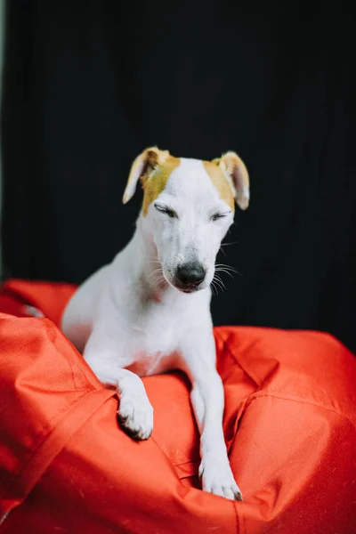 Schläfriger Jack Russell Terrier Hund Auf Rotem Weichen Kissen — Stockfoto