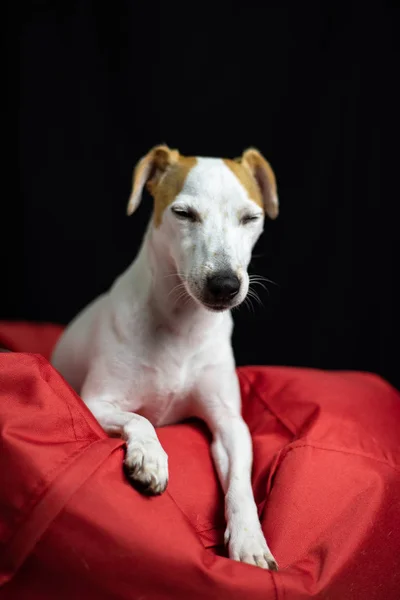 Χαριτωμένο Jack Russell Terrier Σκυλί Στο Κόκκινο Μαλακό Μαξιλάρι Εικόνα Αρχείου