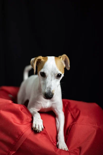 Entzückender Jack Russell Terrier Hund Auf Roten Weichen Kissen Stockbild