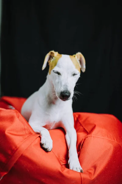 Schläfriger Jack Russell Terrier Hund Auf Rotem Weichen Kissen lizenzfreie Stockbilder