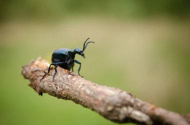 Kuru daldaki böcek, yeşil arkaplan