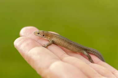 Kertenkele elinde, yakın plan fotoğraf mavisi arkaplan