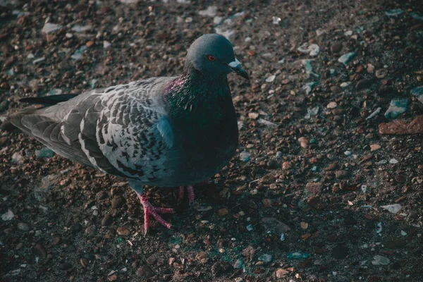 Pigeon Sur Sol — Photo