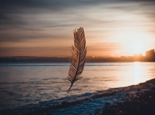 Inspiration Flying Feather Objects Air — Stock Photo, Image