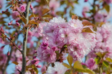 Mısır 'da turkuaz suyla dolu lüks otel havuzu kırsal saman şemsiyeleri altında sıralanmış güneş şezlonglarıyla çevrili. Kemerleri ve bej cepheleri palmiye ağaçlarıyla harmanlanmış zarif bir tatil yeri mimarisi.