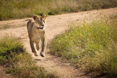 Serengeti Milli Parkı, Tanzanya'da avlamak için yolda çalışan dişi aslan