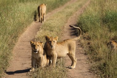 Grup yol Serengeti Milli Parkı, Tanzanya'nın aslan