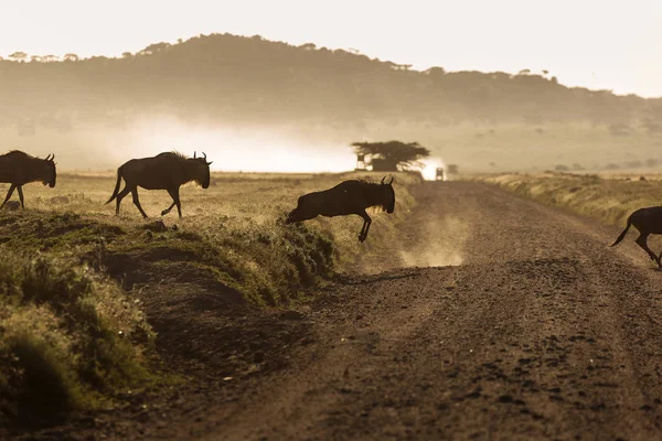 Wildebeest Gnu Antelope Courant Sur Une Route Dans Parc National — Photo