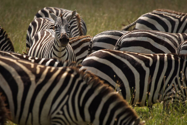 Group of zebra eating grass in National Park of Serengeti, Tanzania.