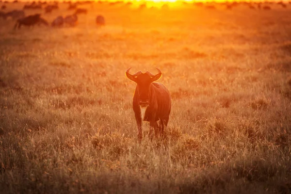 Gnoe Gnu Antelope Kijken Naar Camera Bij Zonsondergang Serengeti National — Stockfoto